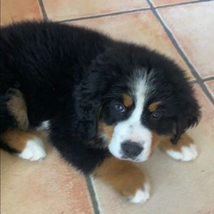 Meet your Posher, Renee